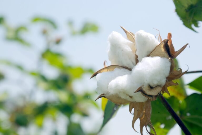 An In-Depth Look at the Physical and Chemical Structure of Cotton and Its Commercial Varieties