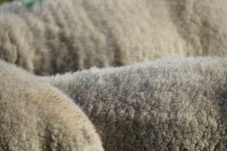 Understanding Wool Fiber,Structure and it’s Composition